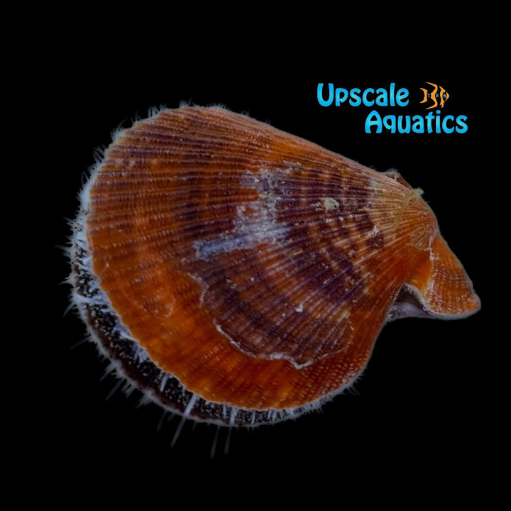 Lion's Paw Scallop (Nodipecten nodosus)