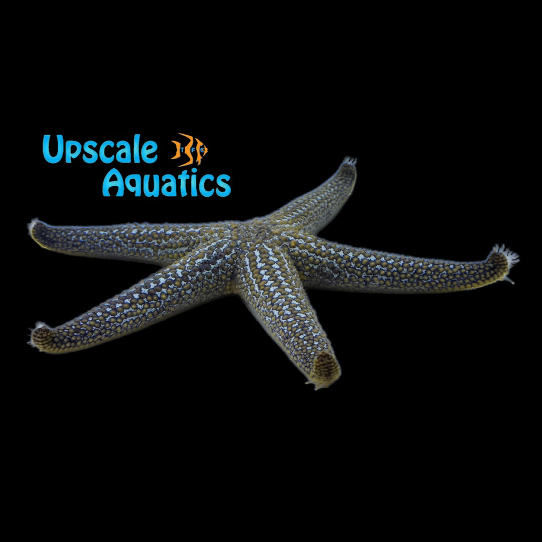 Small Spined Sea Star (Echinaster spinulosus)