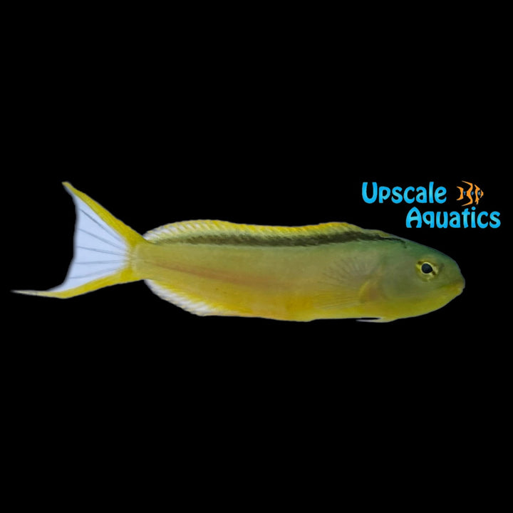 Green Canary Blenny (Meiacanthus tongaensis)