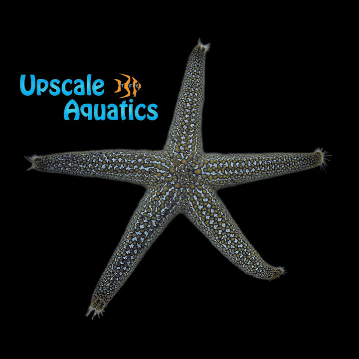 Small Spined Sea Star (Echinaster spinulosus)