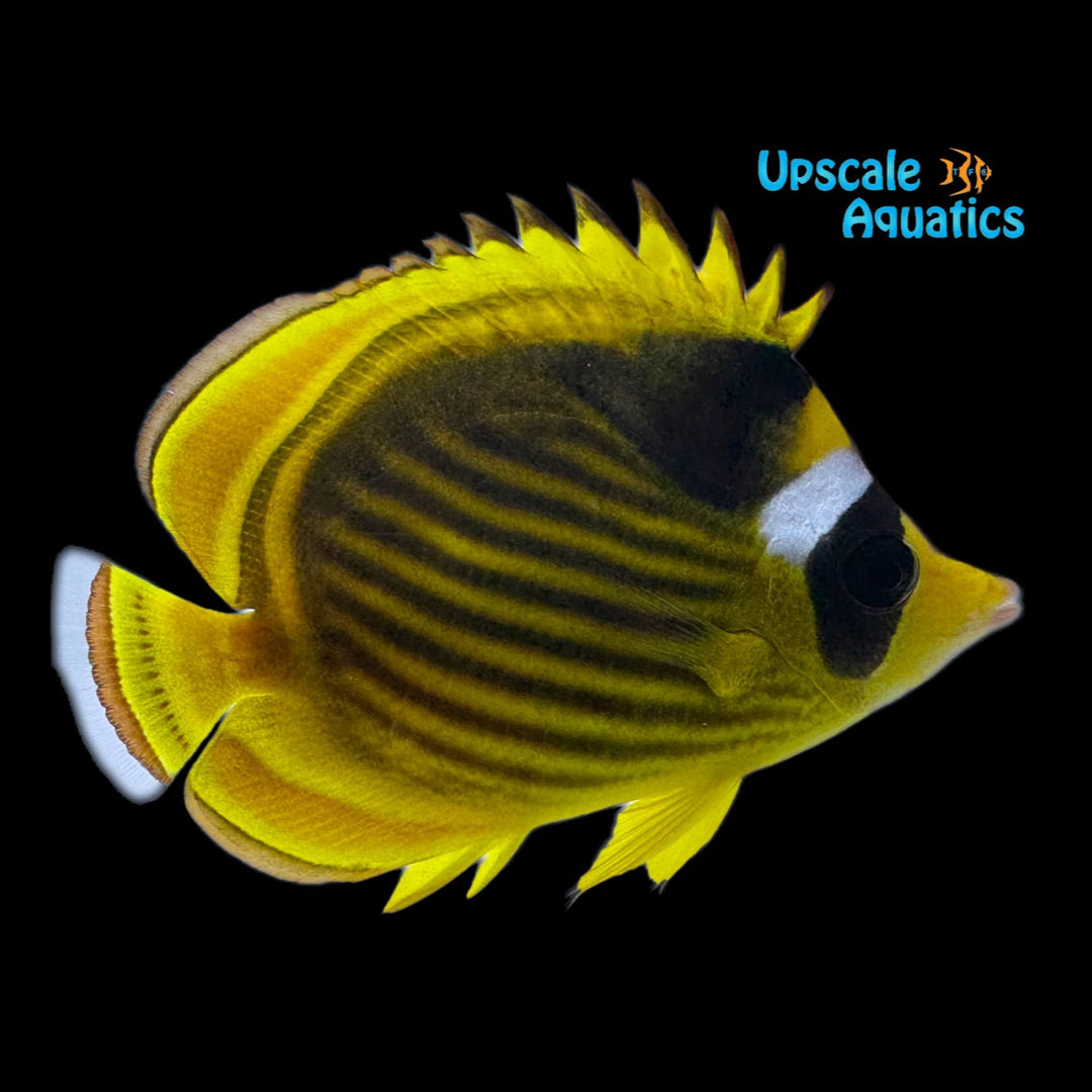 African Raccoon Butterflyfish (Chaetodon fasciatus)