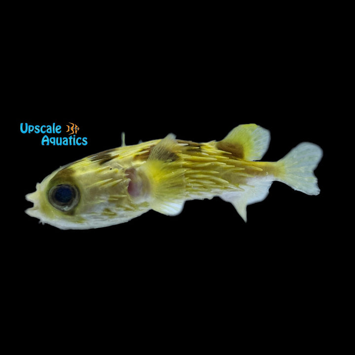 Porcupine Puffer (Diodon holocanthus) - Golden