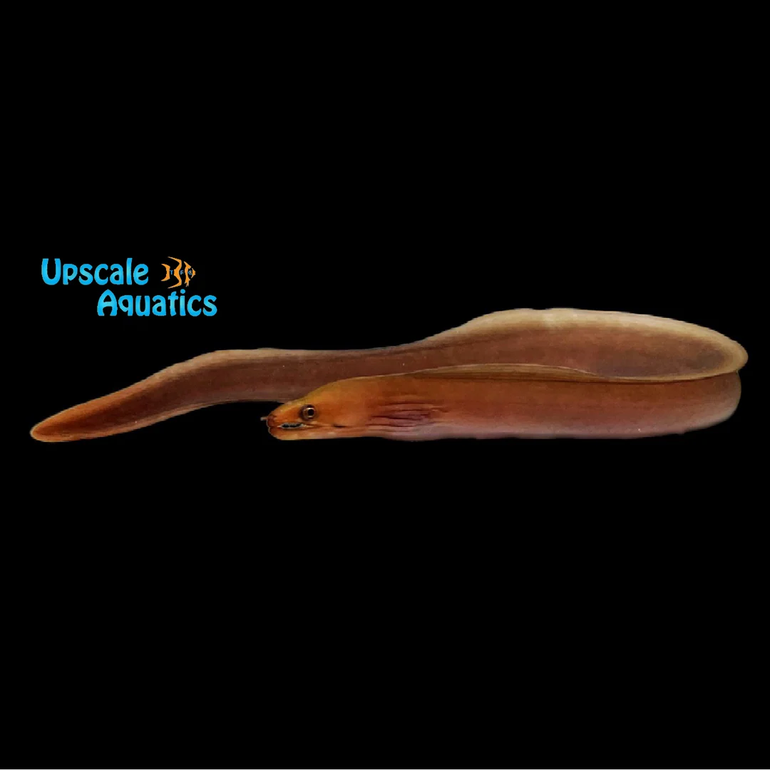 Chestnut Moray Eel (Enchelycore carychroa)