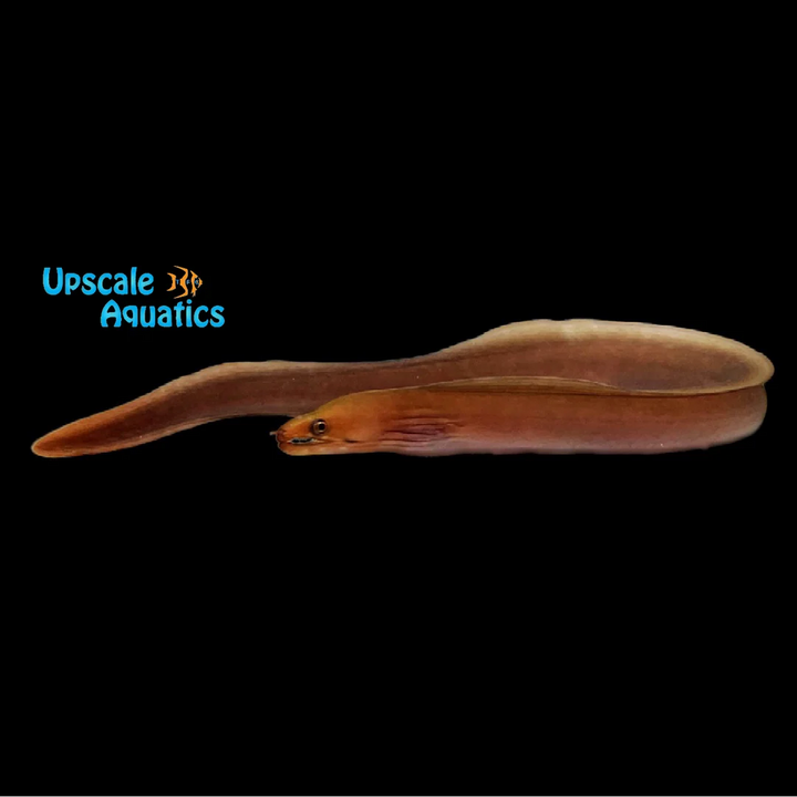 Chestnut Moray Eel (Enchelycore carychroa)