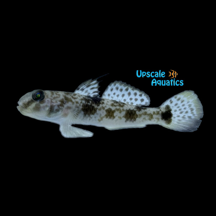 Fringyfin Goby (Yongeichthys criniger)