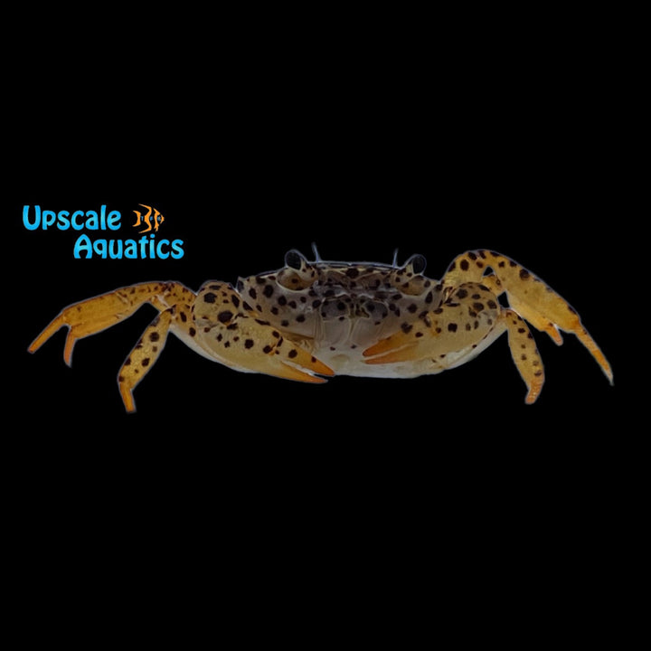 Panther Crab (Parathelphusa pantherina)