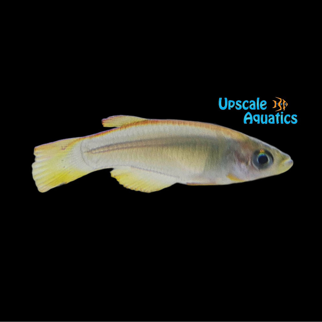 Ndokndak Lampeye Killifish (Procatopus sp. 'Ndokndak')