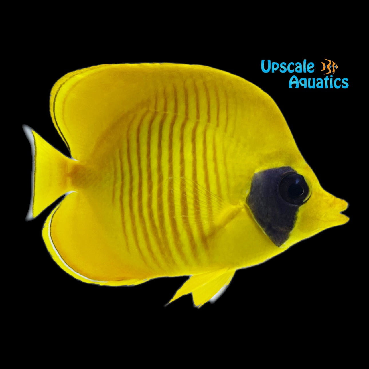 Golden Semilarvatus Butterflyfish (Chaetodon semilarvatus) – Upscale ...