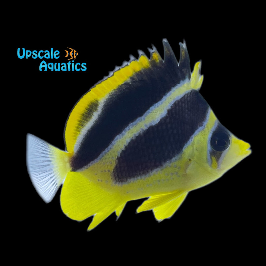 Mitratus Butterflyfish (Chaetodon mitratus)