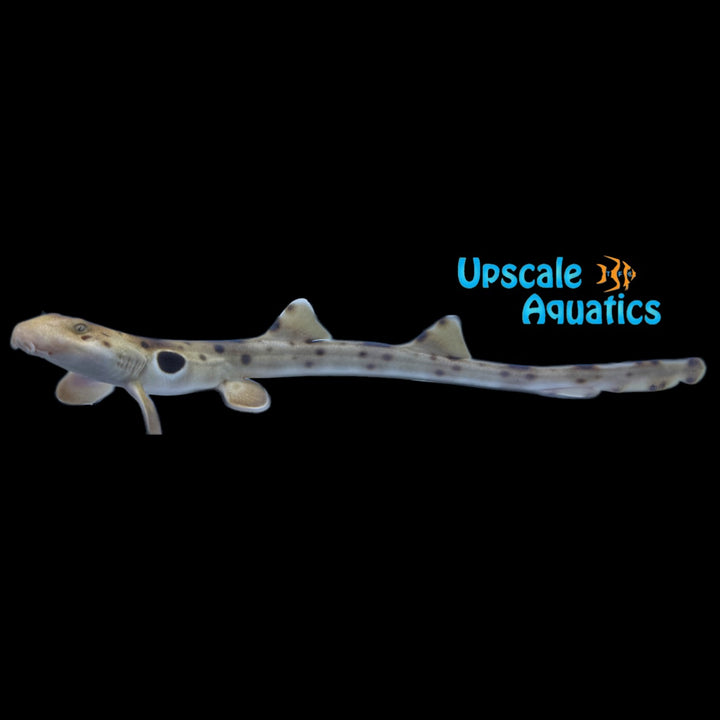 Epaulette Shark (Hemiscyllium ocellatum)