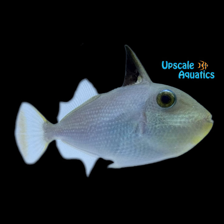 Goldenback Trigger (Xanthichthys caeruleolineatus)