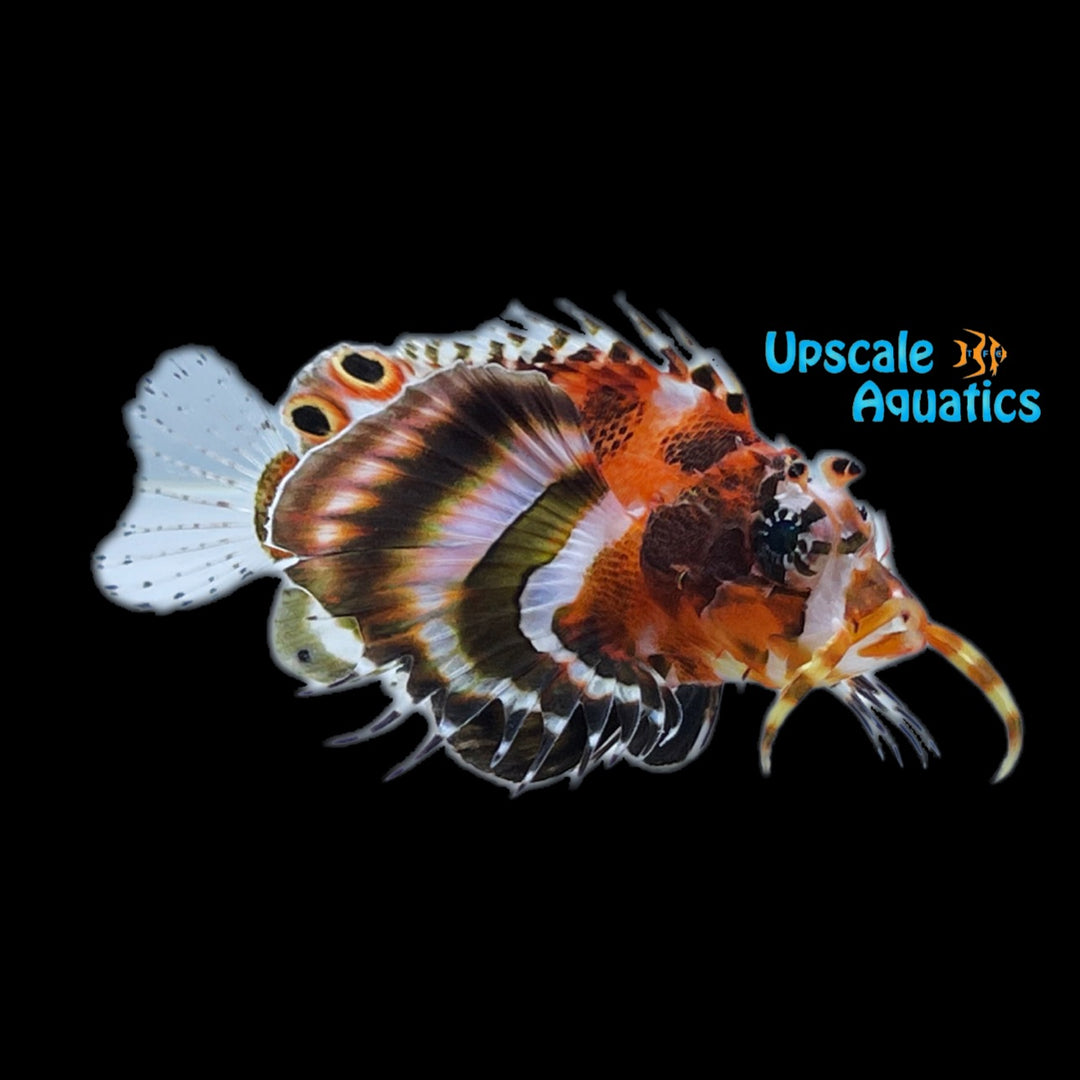 Fu Manchu Lionfish (Dendrochirus biocellatus)