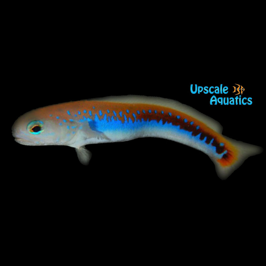 Oreni Tilefish (Hoplolatilus oreni)
