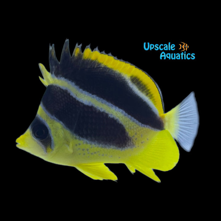 Mitratus Butterflyfish (Chaetodon mitratus)