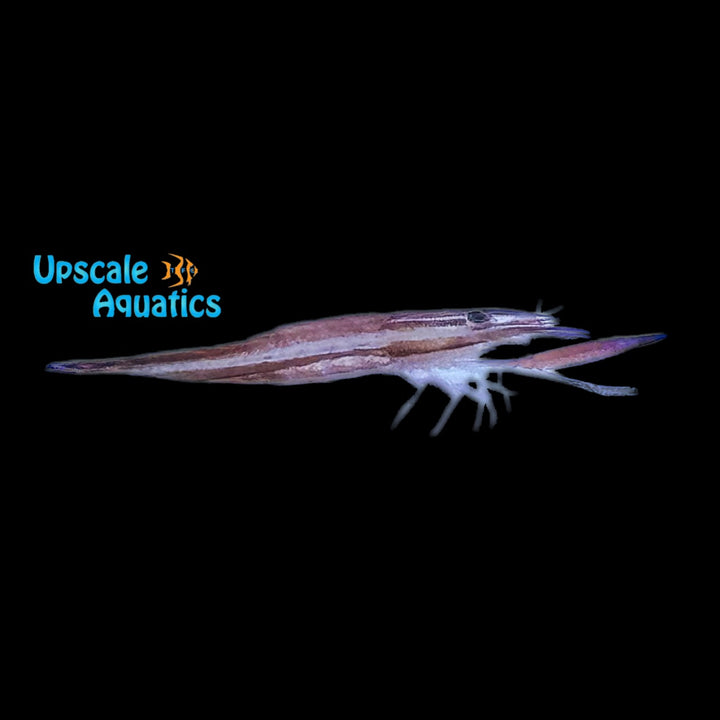 Purple Urchin Shrimp (Stegopontonia commensalis)
