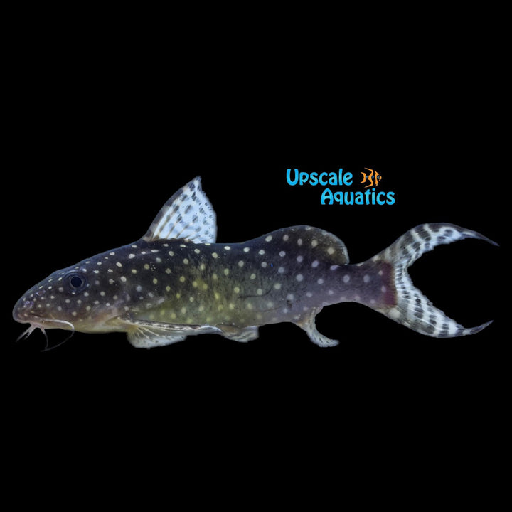 Synodontis Angelicus