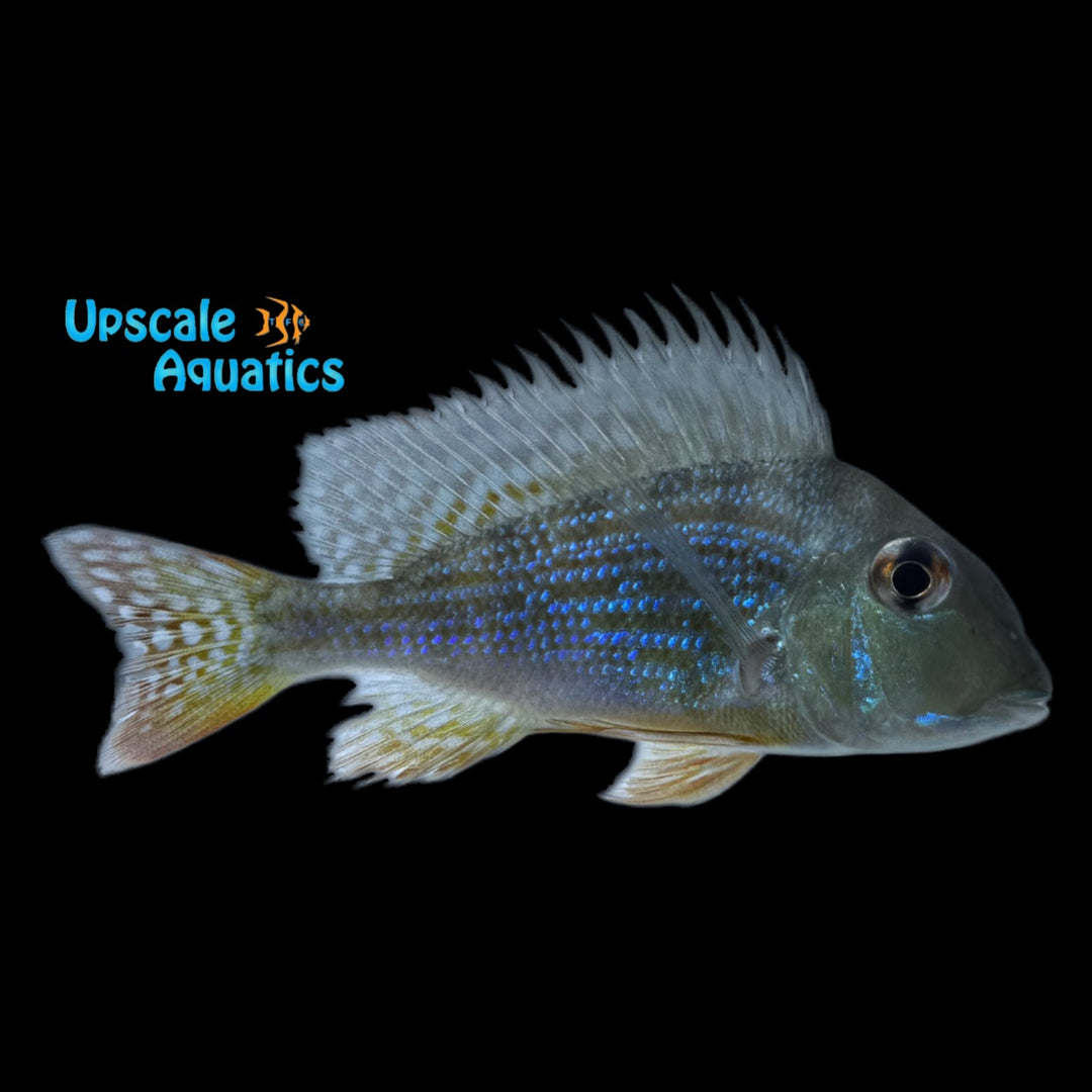 Geophagus Abalios