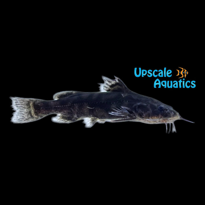 Jewel Spotted Catfish (Wertheimeria maculata)