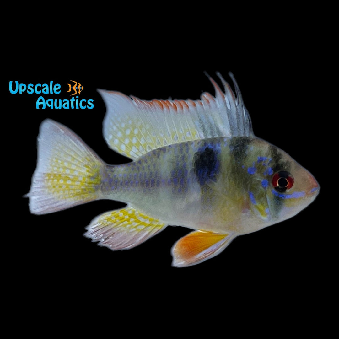 German Blue Ram (Mikrogeophagus ramirezi)