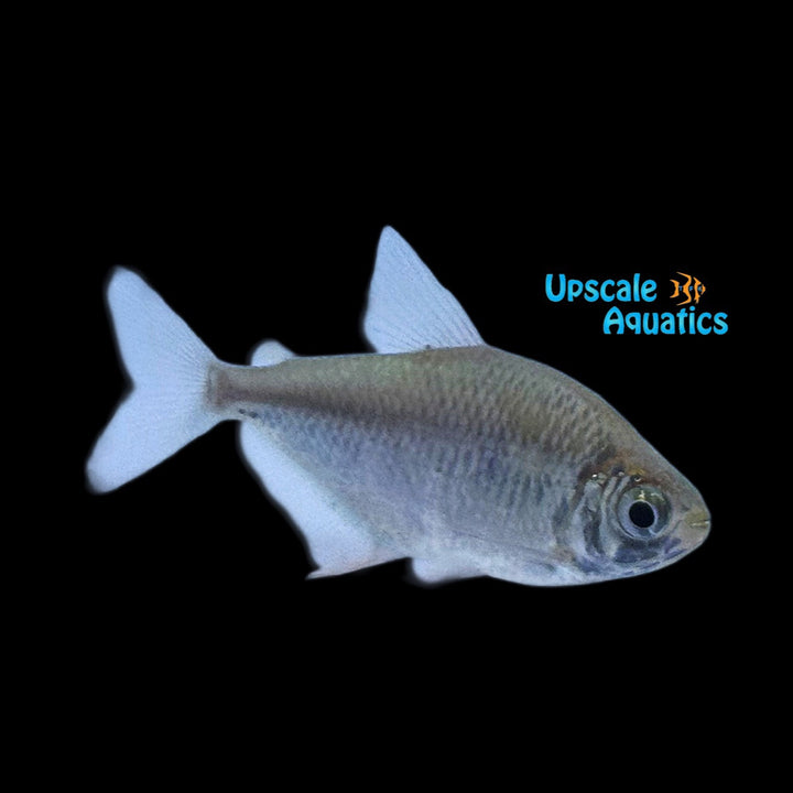Yellowfin Disc Tetra (Poptella compressa)