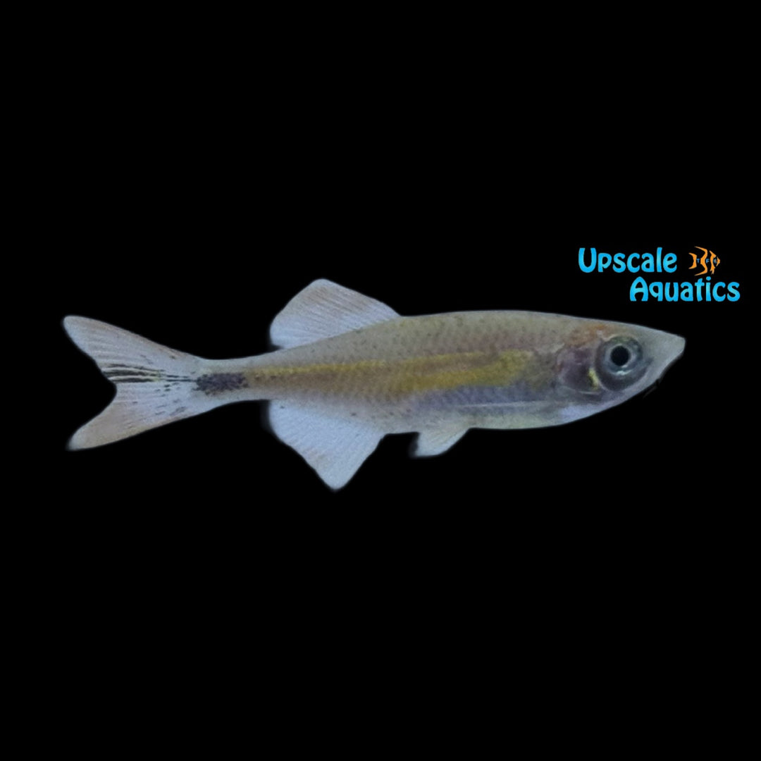 Orange Marbled Giant Danio (Devario aequipinnatus)