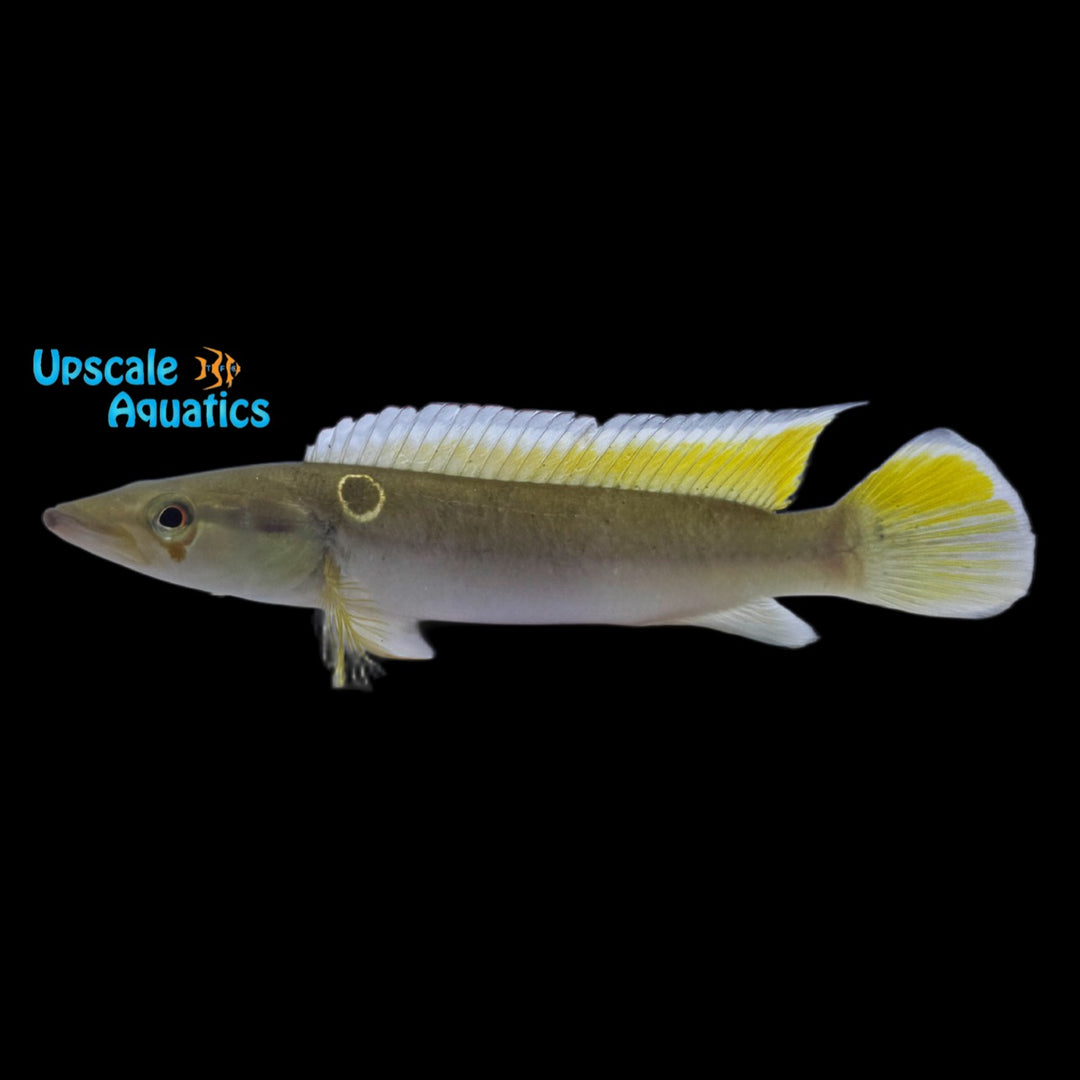 Caqueta Gold Dust Pike Cichlid (Crenicichla cf. anthurum)