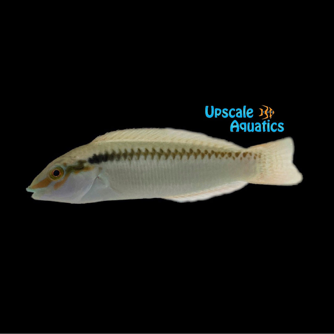 Zigzag Wrasse (Halichoeres scapularis)