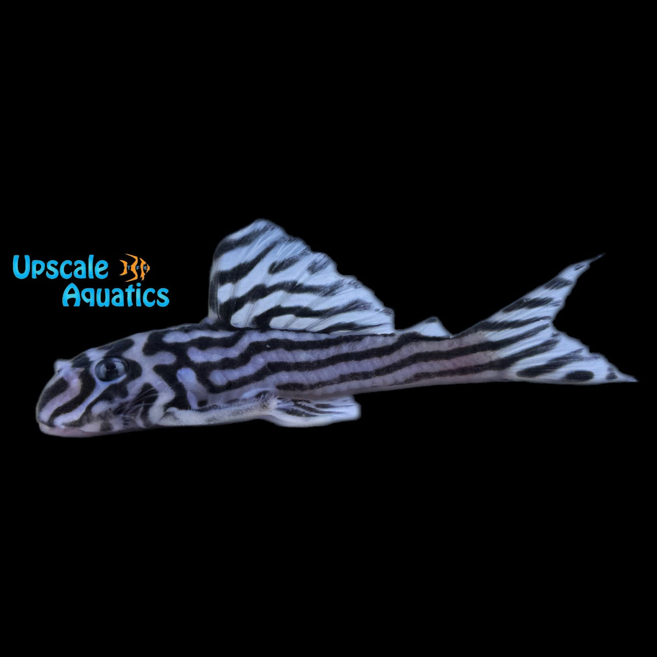 Zebra Pleco L046 (Hypancistrus zebra) – Upscale Aquatics