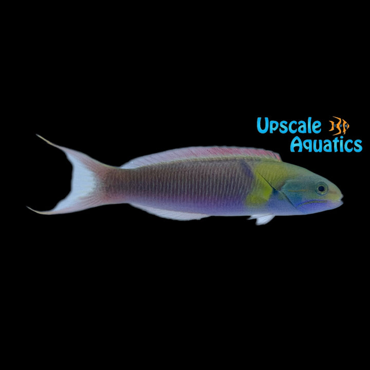 Blunthead Wrasse (Thalassoma amblycephalum)