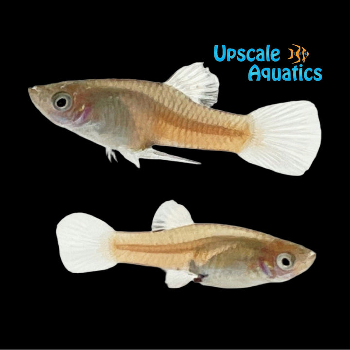 Tico Merry Widow Livebearer (Phallichthys tico)
