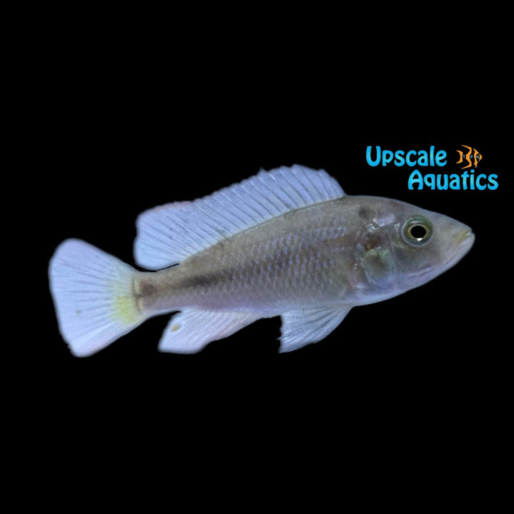 Zebra Senga Hap (Pundamilia sp. Zebra Senga)