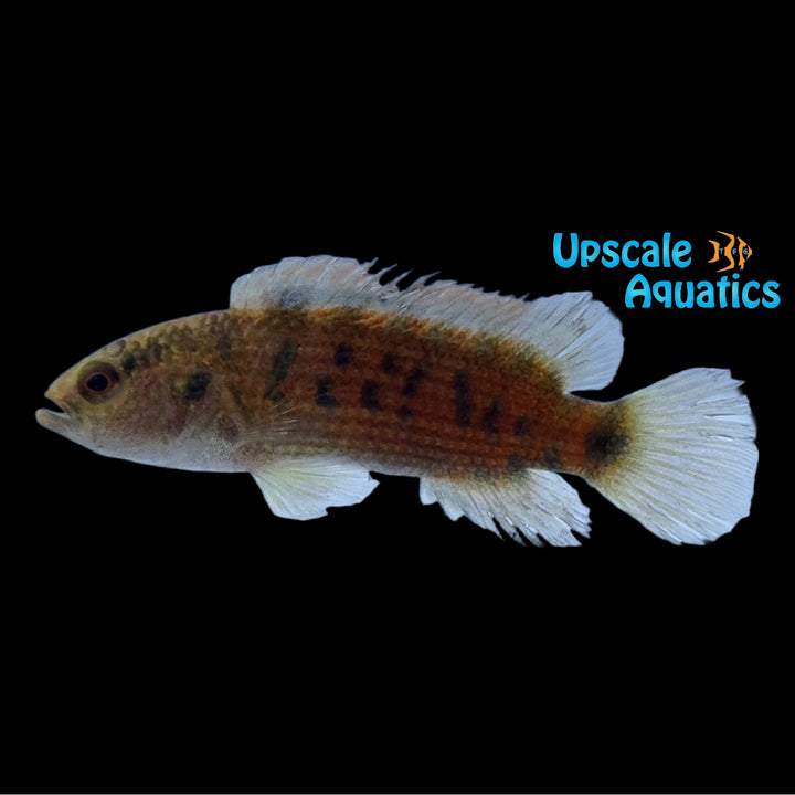 Spotted Badis (Badis assamensis)