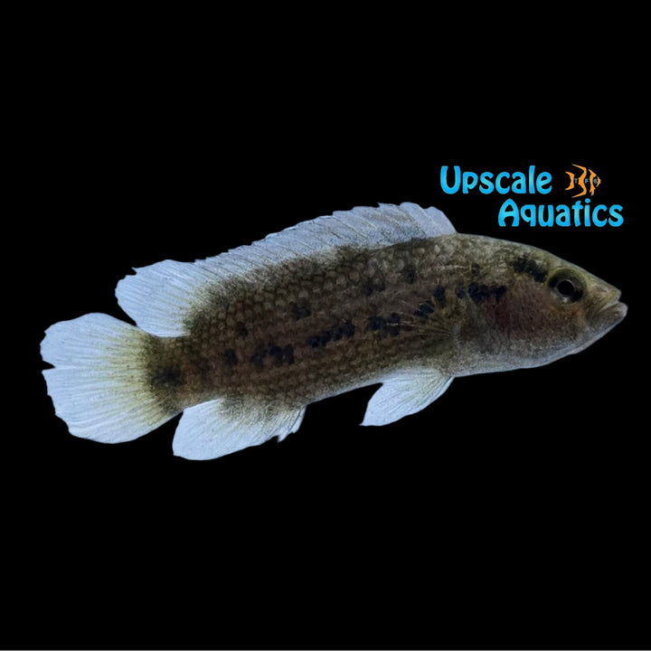 Spotted Badis (Badis assamensis)