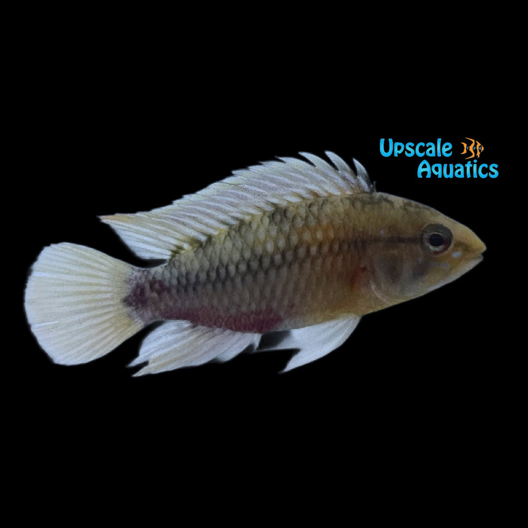 Apisto. Hongsloi 'Form II' (Apistogramma hongsloi II)