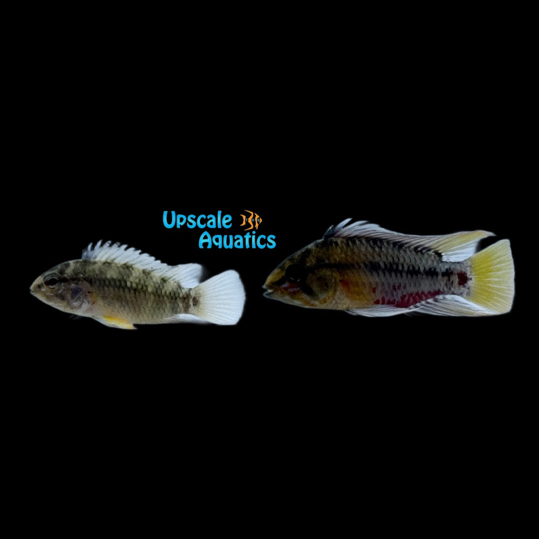 Apisto. Hongsloi 'Form II' (Apistogramma hongsloi II)