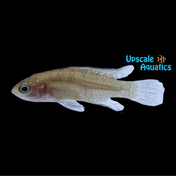 Flame Red Badis (Dario hysginon)