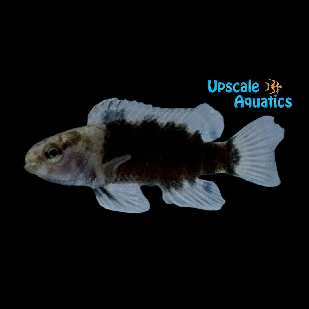 Royal Rainbow Badis (Badis buxar)