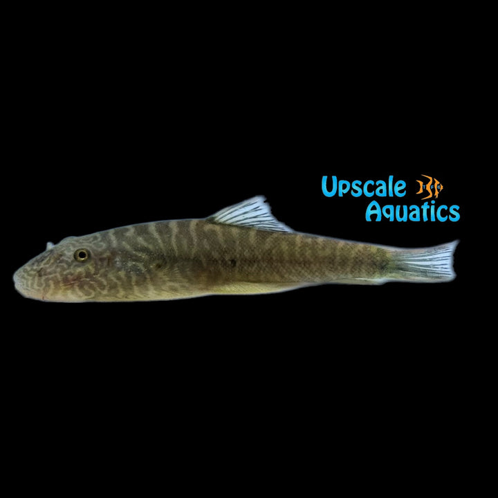 Bluefin Zebra Hillstream Loach (Gastromyzon sp.)