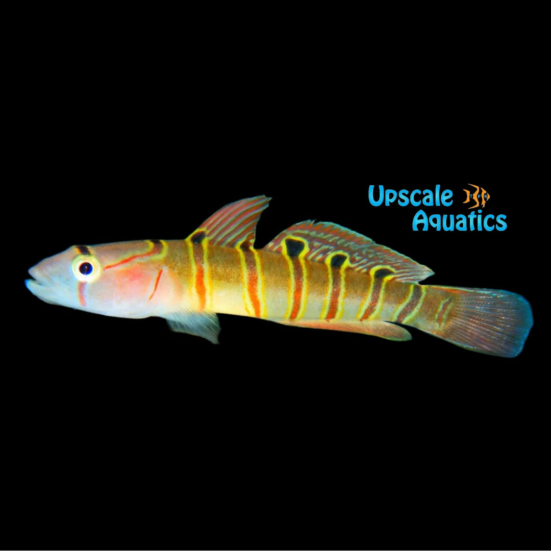 Japanese Serpentine Goby (Pterogobius elapoides)