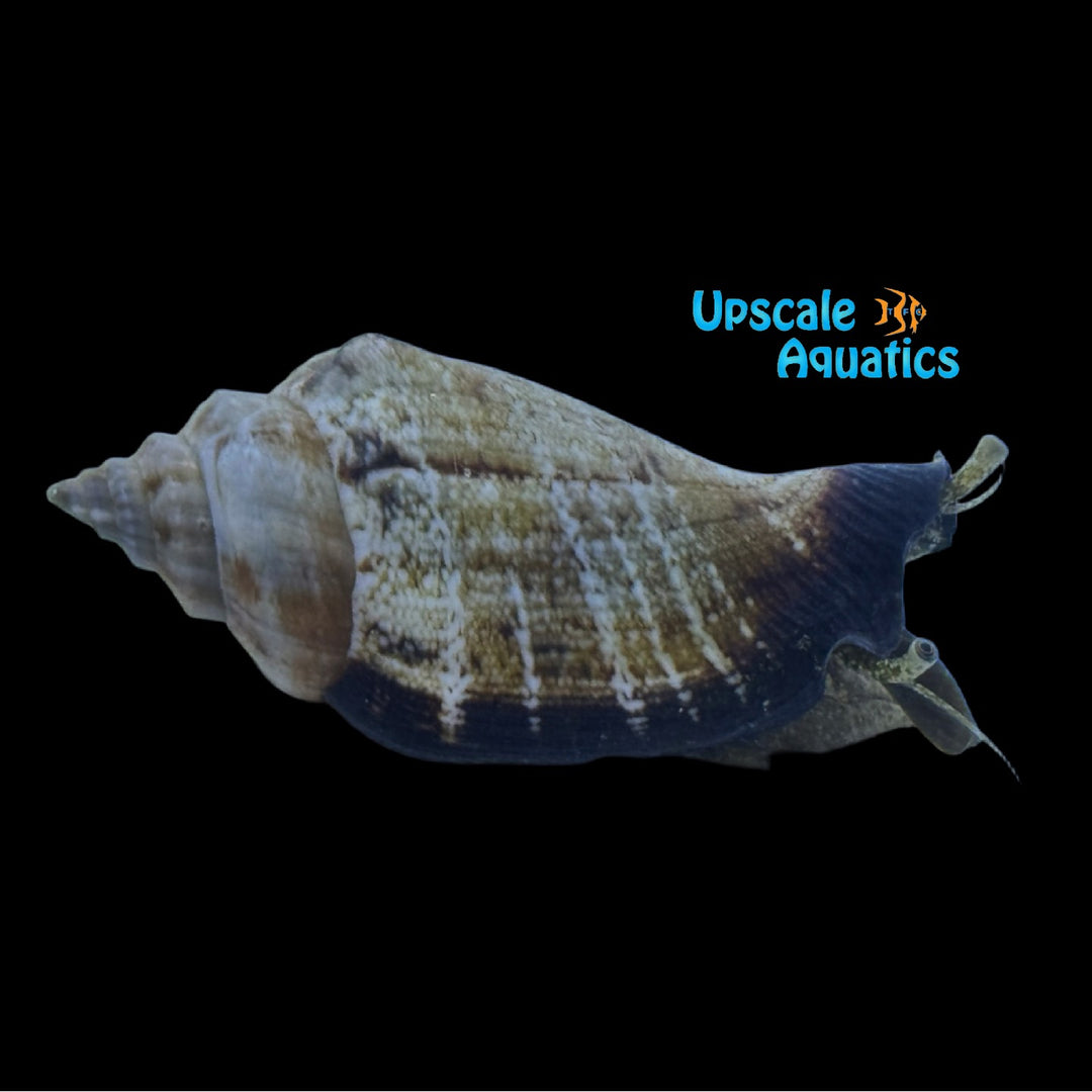 Black Lip Conch (Canaries esculentum)