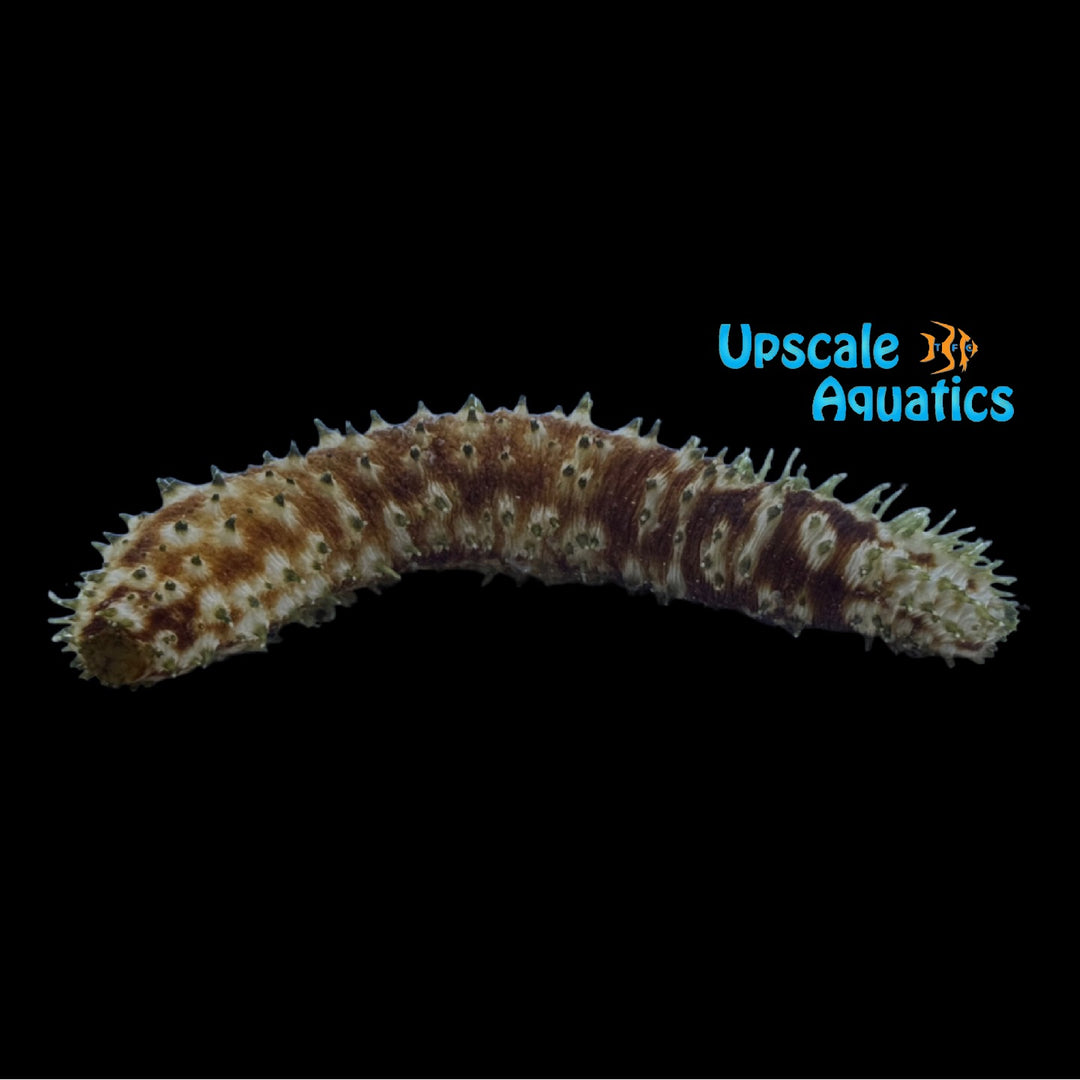 Green Spike Sea Cucumber (Holothuria sp.)