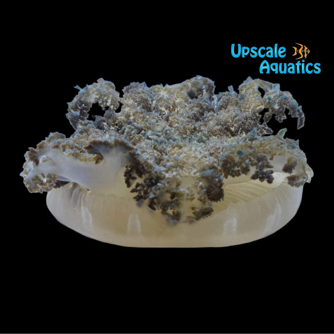 Pacific Upside Down Jellyfish (Cassiopea andromeda)