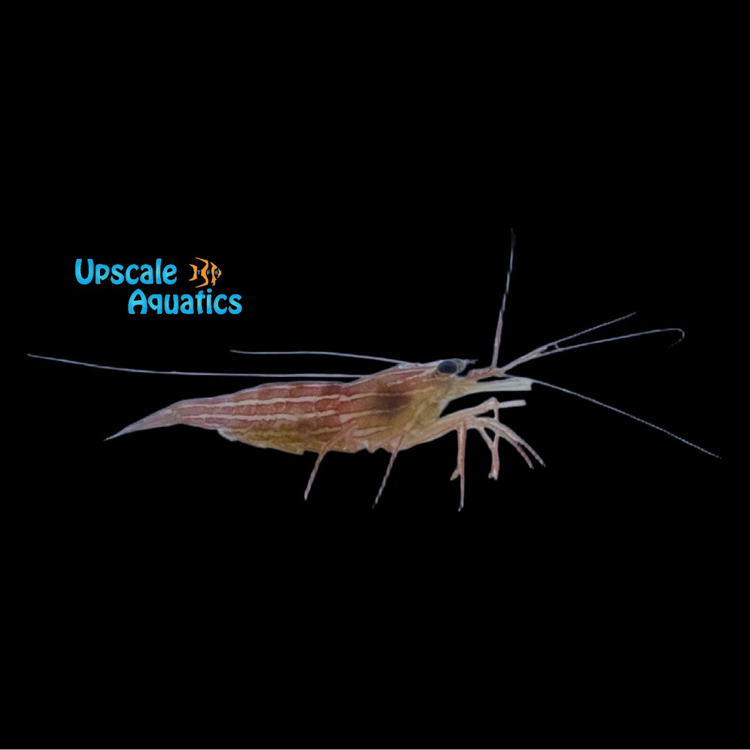 Zacae Shrimp (Lysmata zacae)