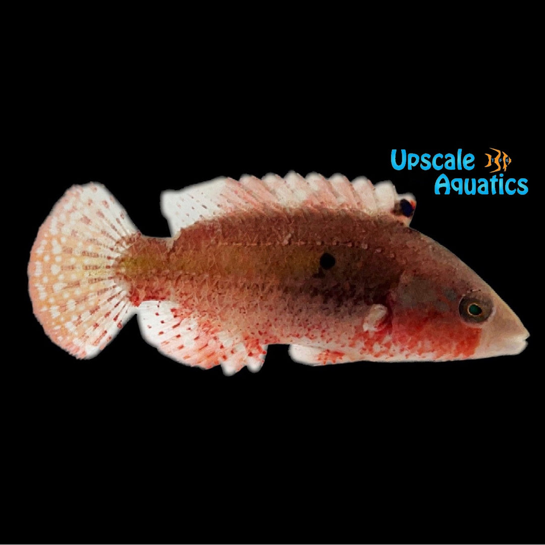 Two Spot Wrasse (Cheilinus bimaculatus)