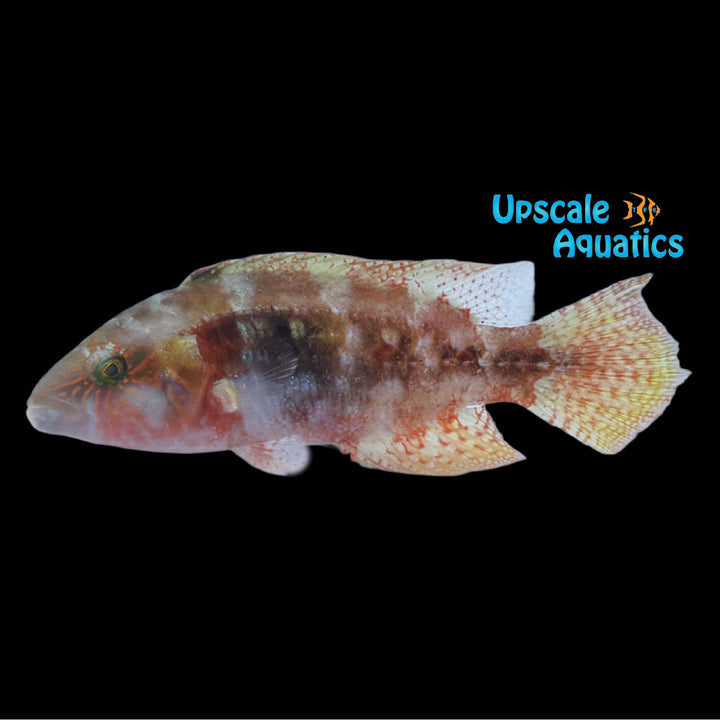 Two Spot Wrasse (Cheilinus bimaculatus)