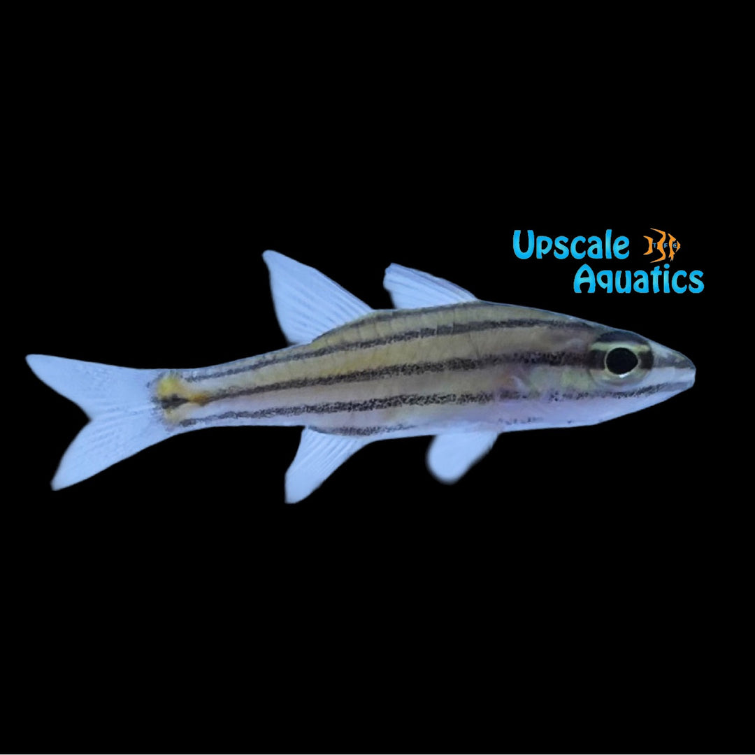 Five Lined Cardinalfish (Cheilodipterus quinquelineatus)