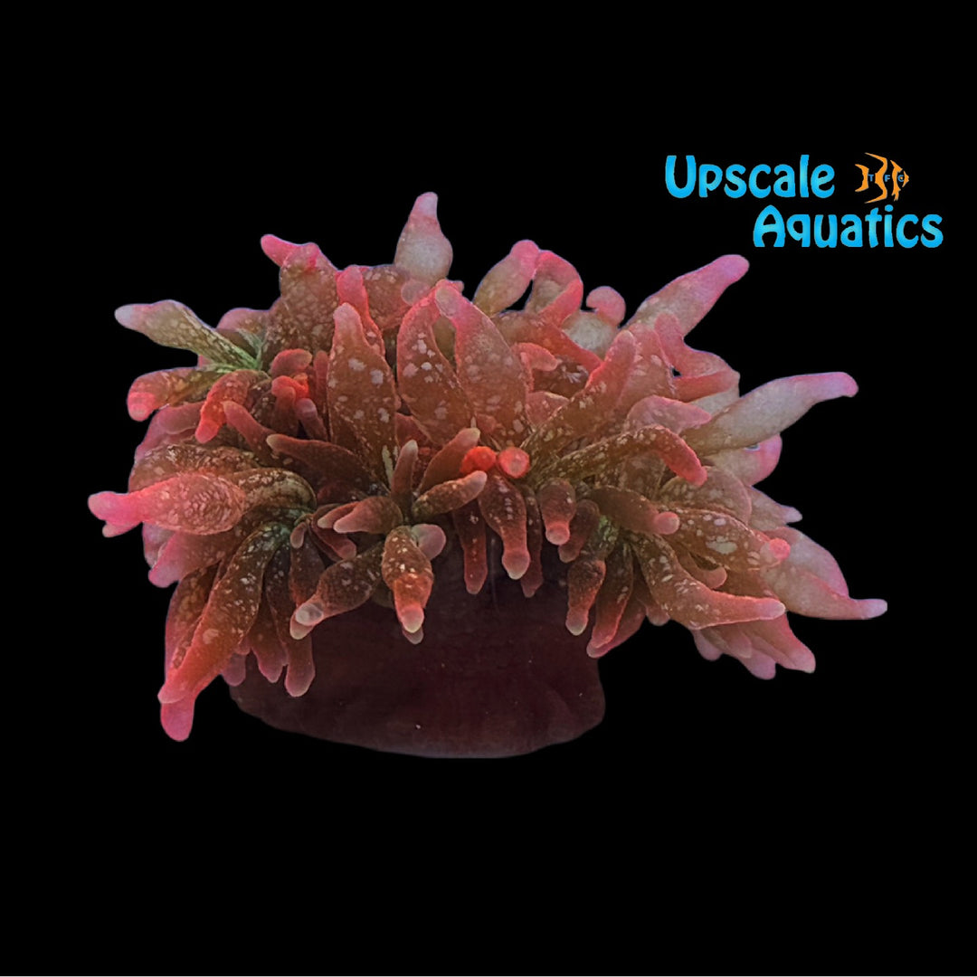 Sugar Shack Anemone (Entacmaea quadricolor)