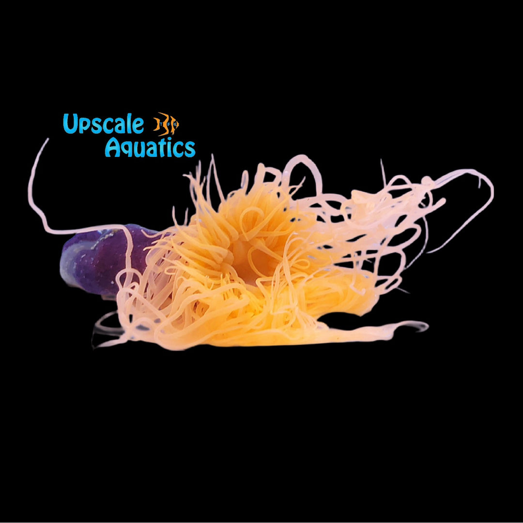 Neon Orange Tube Anemone (Cerianthus membranaceus)