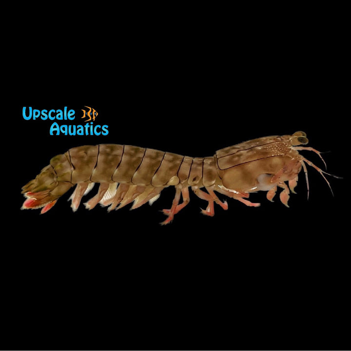 Tiger Mantis Shrimp (Gonodactylaceus chiragra)