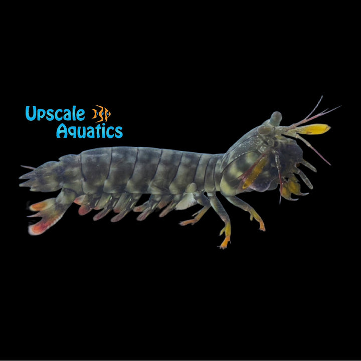 Tiger Mantis Shrimp (Gonodactylaceus chiragra)